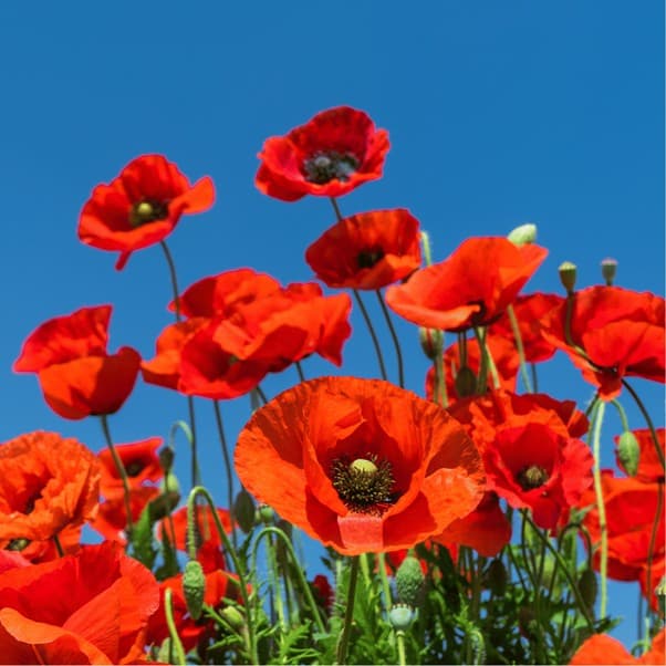Coquelicot