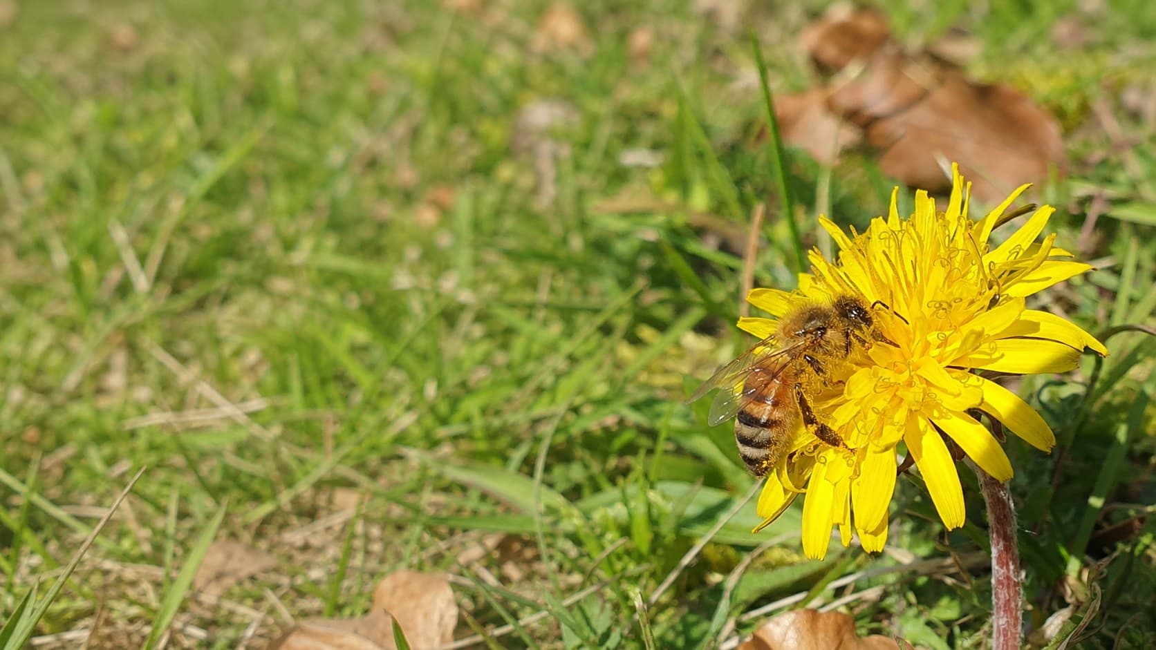 Début du printemps