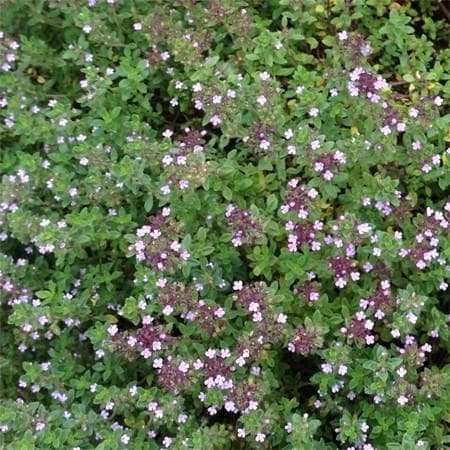 Thym serpolet