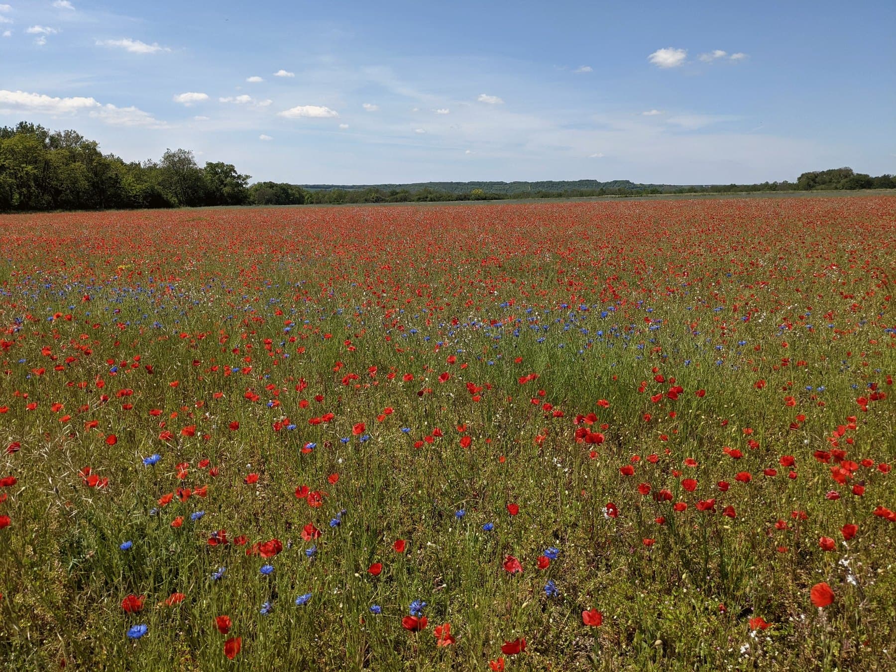 Prairies fleuries